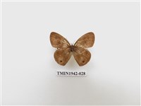 藏品(密紋波眼蝶)的圖片